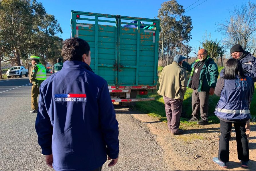 OPERATIVO DE FISCALIZACIÓN  REFUERZA CONTROL AL TRANSPORTE DE GANADO EN RUTA 128 CAUQUENES-PARRAL